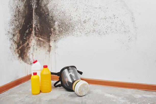 Best Commercial Mold Removal  in Fate, TX