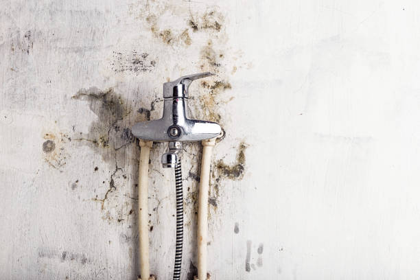 Best Mold Removal Near Me  in Fate, TX