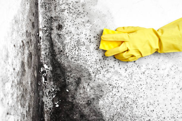 Best Home Mold Removal  in Fate, TX