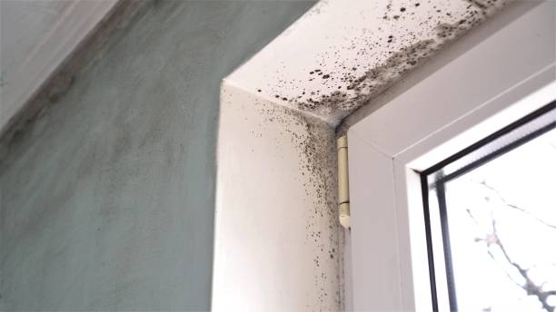 Best Mold Removal Specialists  in Fate, TX
