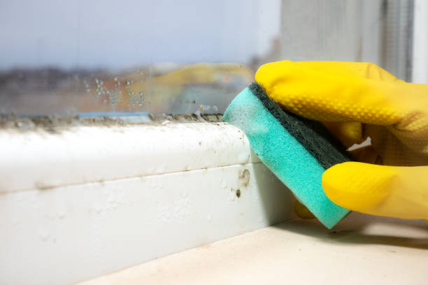 Best Emergency Mold Removal  in Fate, TX