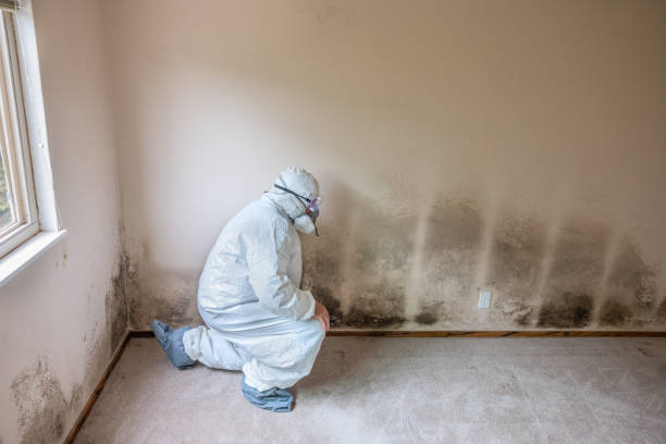 Best Office Mold Removal Services  in Fate, TX