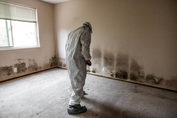 Best Crawl Space Mold Removal  in Fate, TX