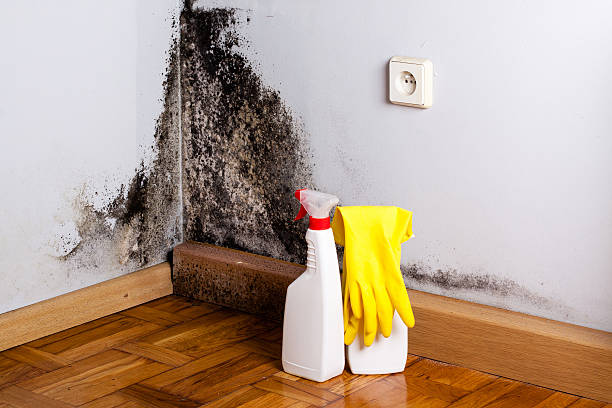 Crawl Space Mold Removal in Fate, TX