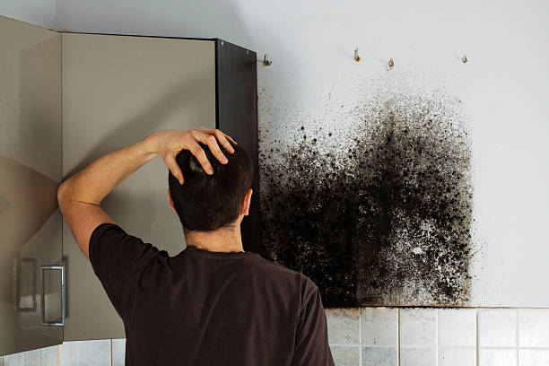 Best Same-Day Mold Removal  in Fate, TX