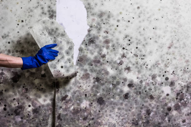 Reliable Fate, TX Mold Removal Solutions